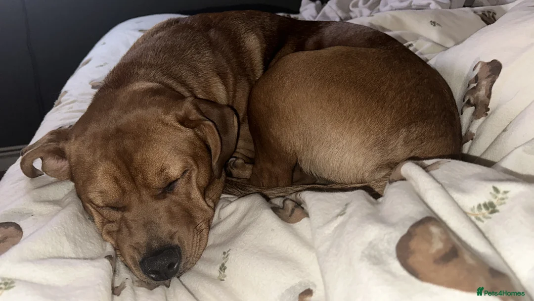 Mixed Breed dogs for sale: Cookie - Advert 1