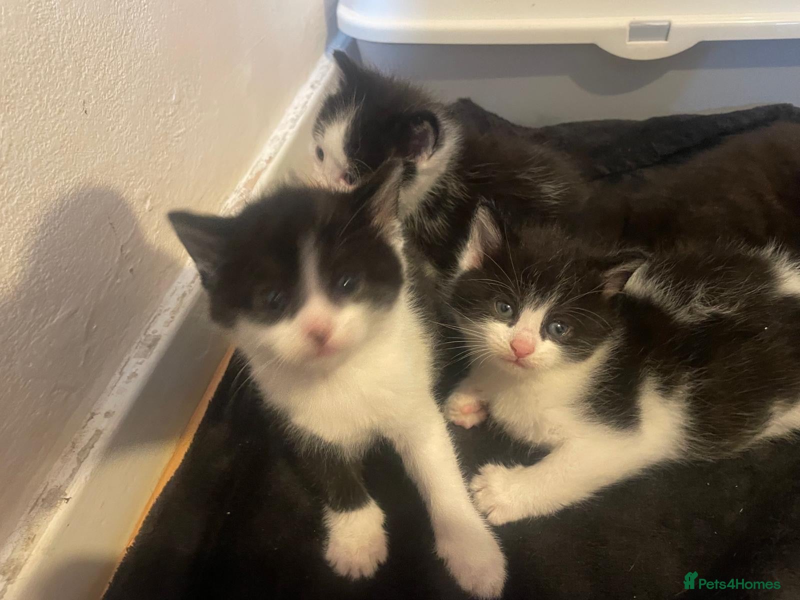 Domestic Shorthair cats Beautiful fluffy kittens  - Advert 13