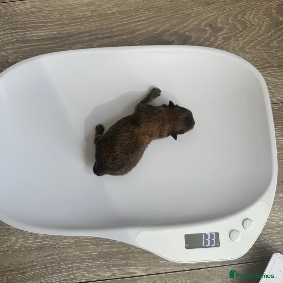 Pomeranian dogs for sale: KC PEDIGREE POMS 🩷🧸  - Image 8