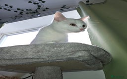 Khao Manee cats for sale: Beautiful Female Kitten - Image 4
