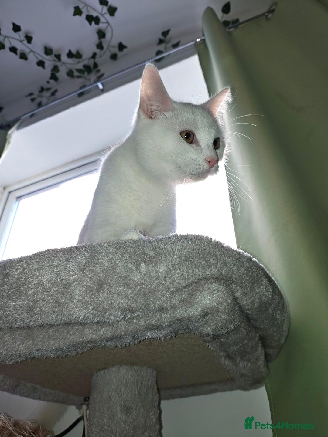 Khao Manee cats for sale: Beautiful Female Kitten - Image 4