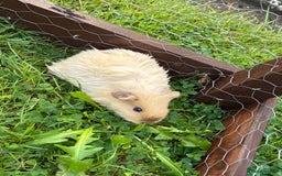 Guinea Pig rodents for sale: “4 Adorable Female Guinea Pigs with Hutch & Access - Image 6
