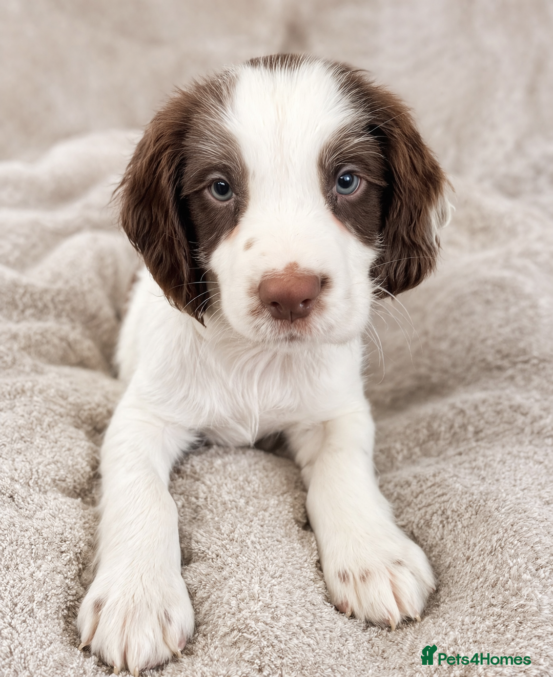 English Springer Spaniel dogs KC registered working line springer spaniel puppy  - Advert 3