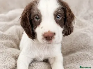 English Springer Spaniel dogs KC registered working line springer spaniel puppy - Advert 3