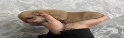 Pug dogs for sale: pedigree pug puppy’s  - Advert 13