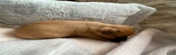Jack Russell dogs for sale: Much Wenlock Rare Colour Jack Russell Pups Merle - Advert 13