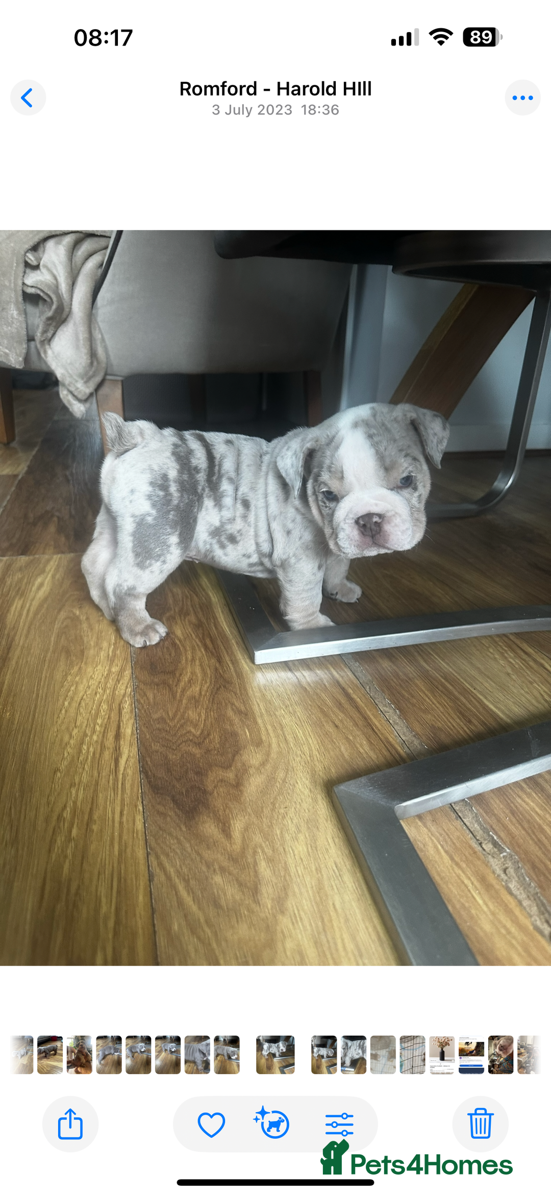 English Bulldog dogs for sale: Tiny Paws, Big Hearts – English Bulldog Puppies - Advert 5