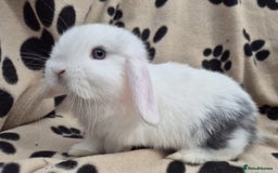 Mini Lop rabbits for sale: 8-9 week old mini lops  - Image 8