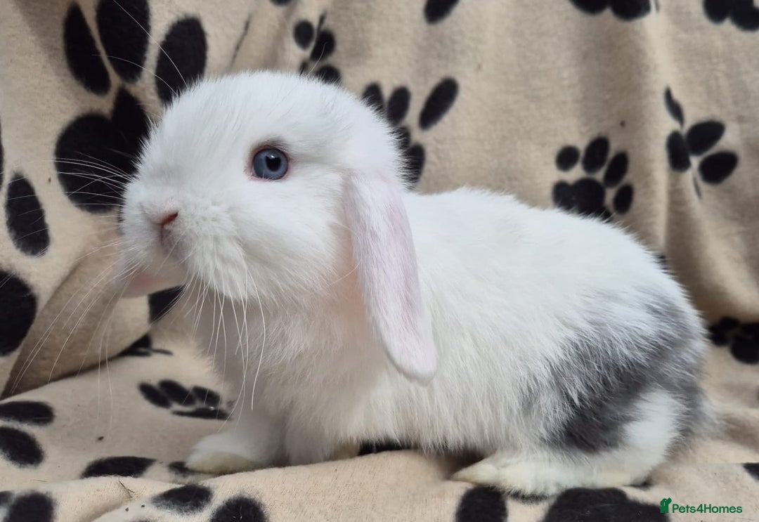 Mini Lop rabbits for sale: 8-9 week old mini lops  - Image 8
