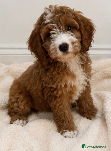 Cockapoo dogs F1 cockerpoo  - Advert 2