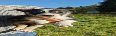 Border Collie 1