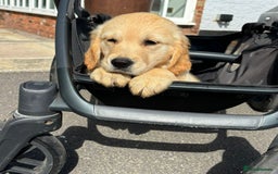 Golden Retriever dogs for sale: 🤩 (Ready to go) Traditional Golden retrievers 🤩 in Market Rasen - Image 29