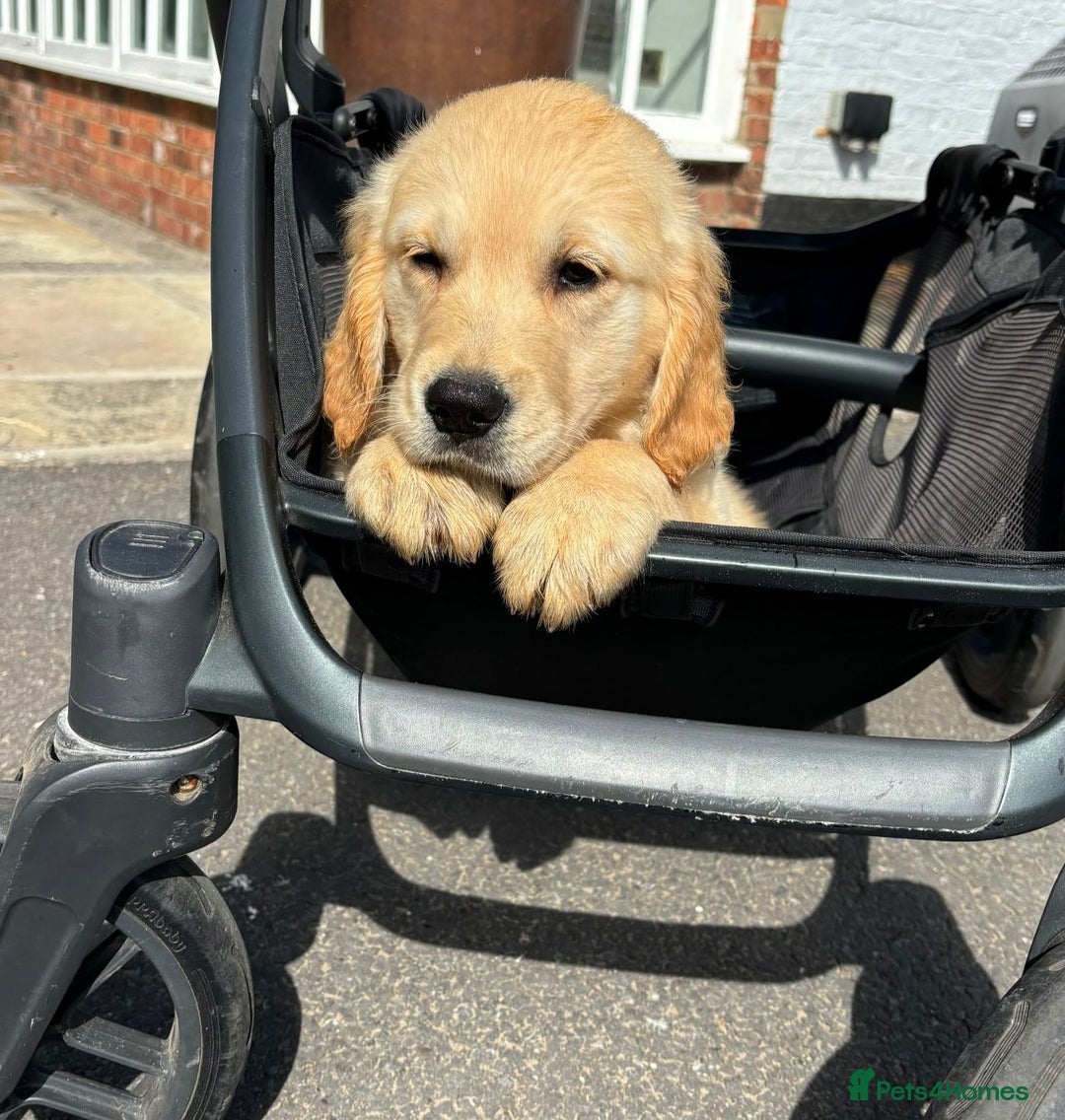 Golden Retriever dogs for sale: 🤩 (Ready to go) Traditional Golden retrievers 🤩 in Market Rasen - Image 29