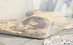 Gerbil rodents for sale: Baby gerbils  - Image 4