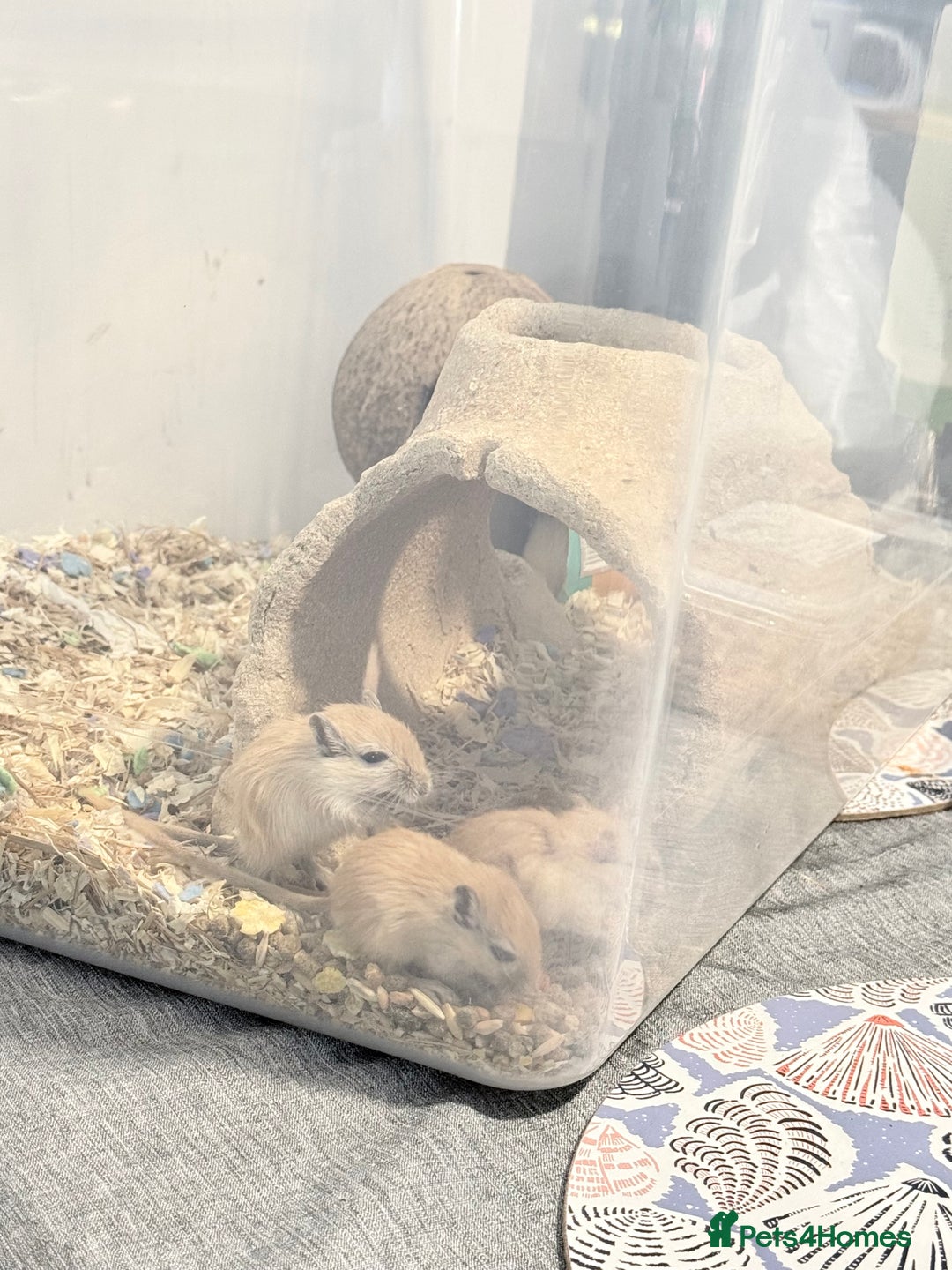Gerbil rodents for sale: Baby gerbils  - Image 4