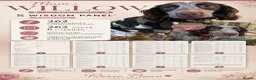 Cockapoo dogs for sale: Exceptional F1 Cockapoo Puppies in Leicester - Advert 7