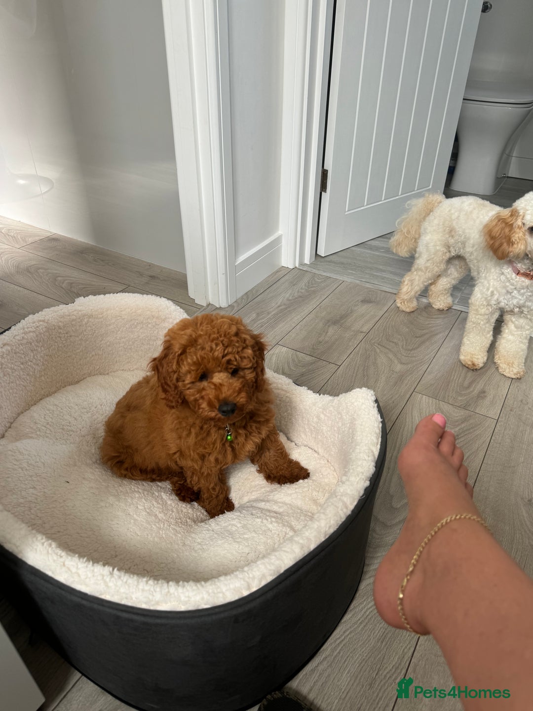 Miniature Poodle dogs for stud: Handsome Miniature Poodle Stud  - Image 13