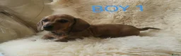 Miniature Dachshund dogs for sale: 🐕🐕3 miniature dashund puppy’s 🐕🐕 - Advert 2