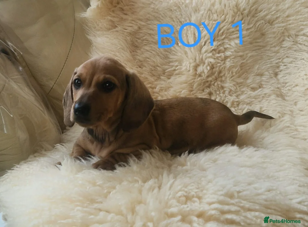 Miniature Dachshund dogs for sale: 🐕🐕3 miniature dashund puppy’s 🐕🐕 - Advert 2