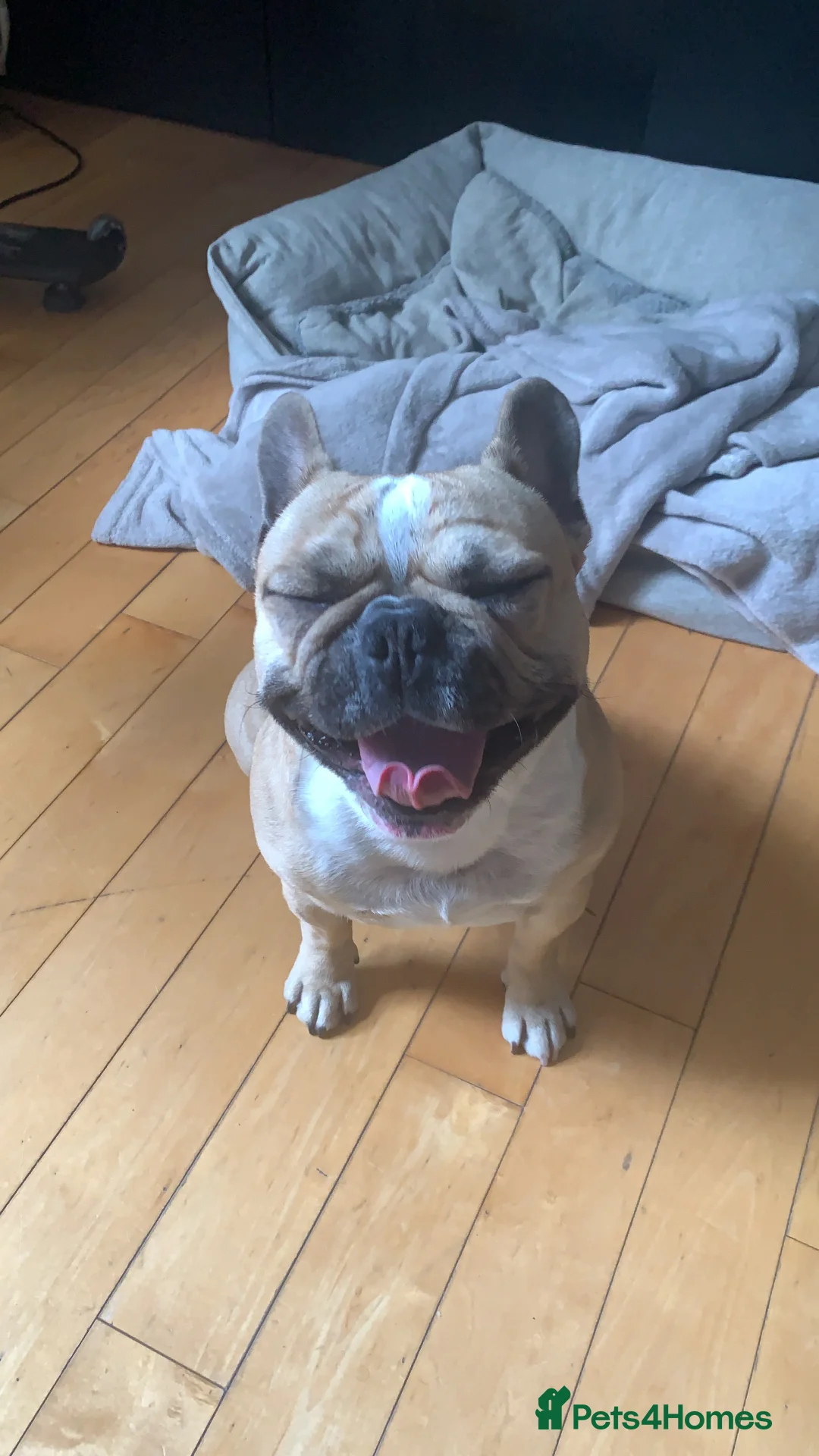 French Bulldog dogs for stud: Sperm donor - Advert 2