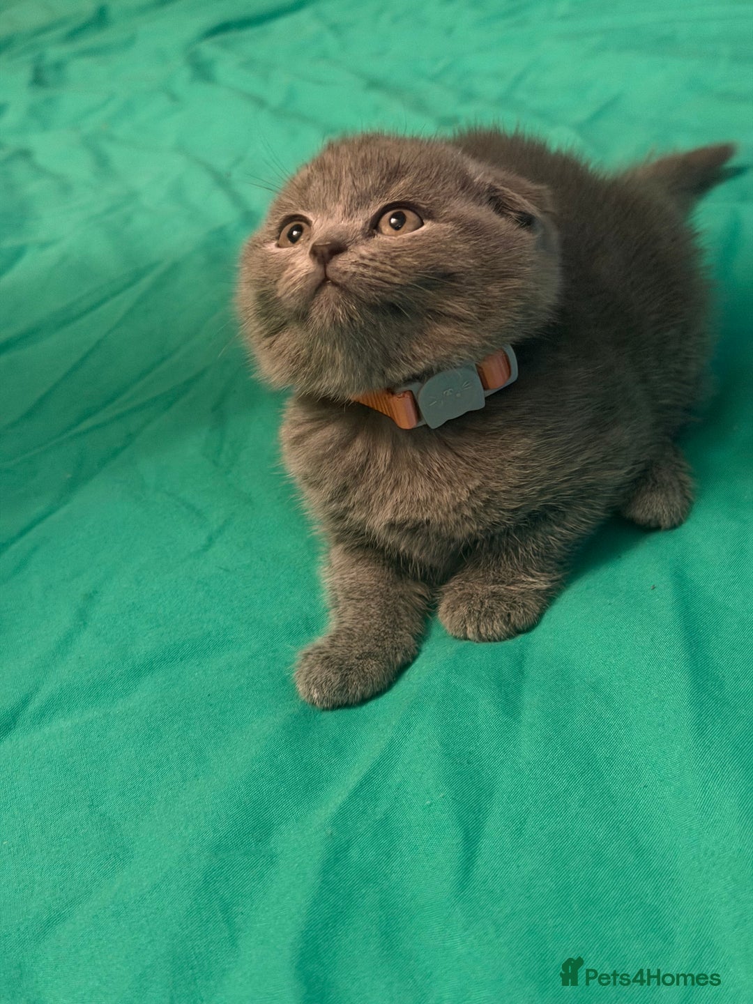 Scottish Fold cats for sale: Scottish fold kittens - Advert 25