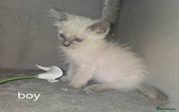 Ragdoll cats for sale: Ragdoll kittens  - Image 2