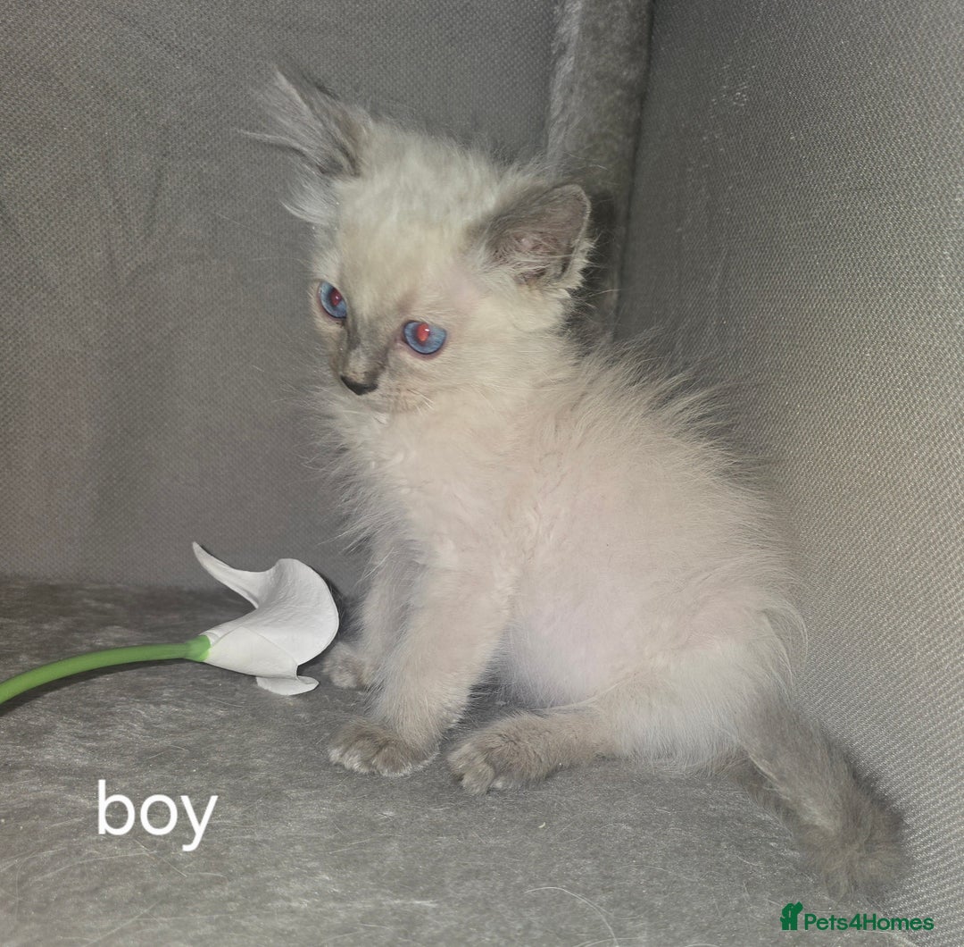 Ragdoll cats for sale: Ragdoll kittens  - Image 2