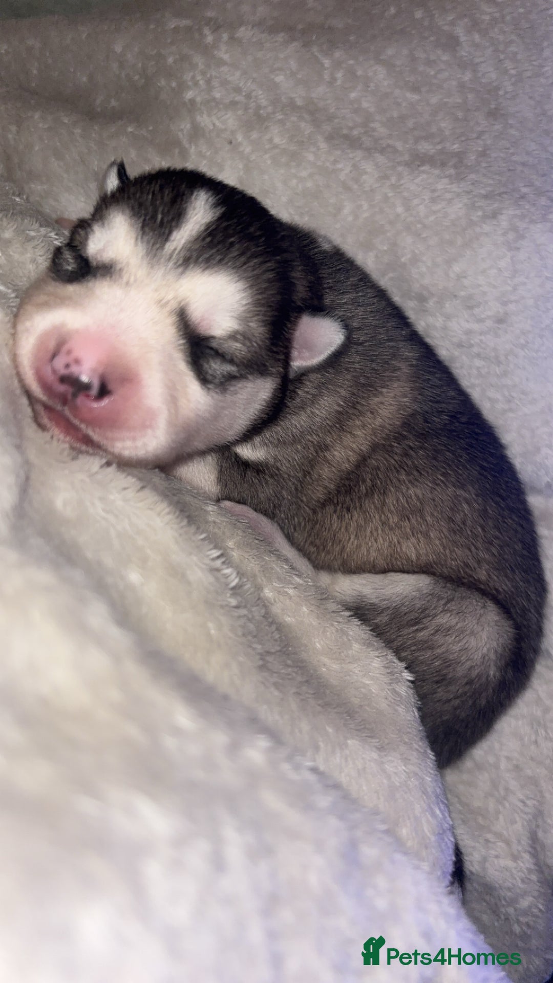 Siberian Husky dogs for sale: 6 Beautiful Siberian Husky’s ❤️ - Advert 5