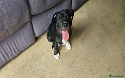Staffordshire Bull Terrier dogs for sale: Staffordshire bull terrier puppies. - Image 12