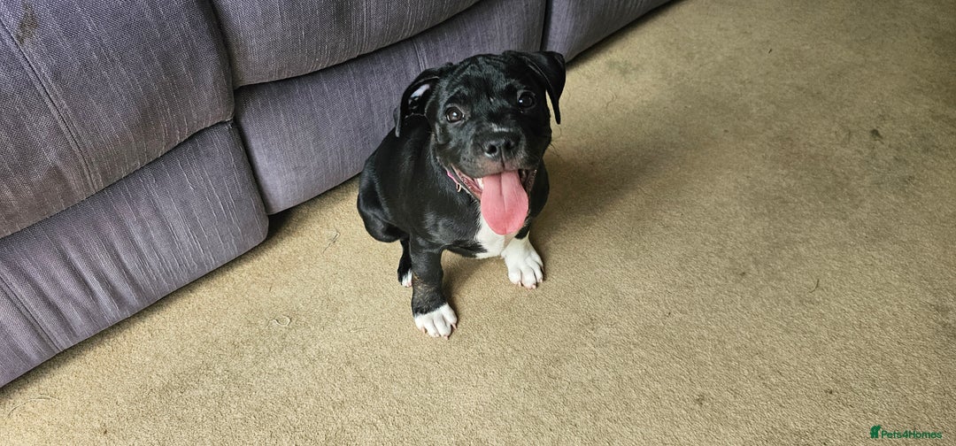 Staffordshire Bull Terrier dogs for sale: Staffordshire bull terrier puppies. - Image 12