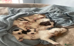 English Springer Spaniel dogs for sale: Gorgeous springer spaniel pups for sale  - Image 2