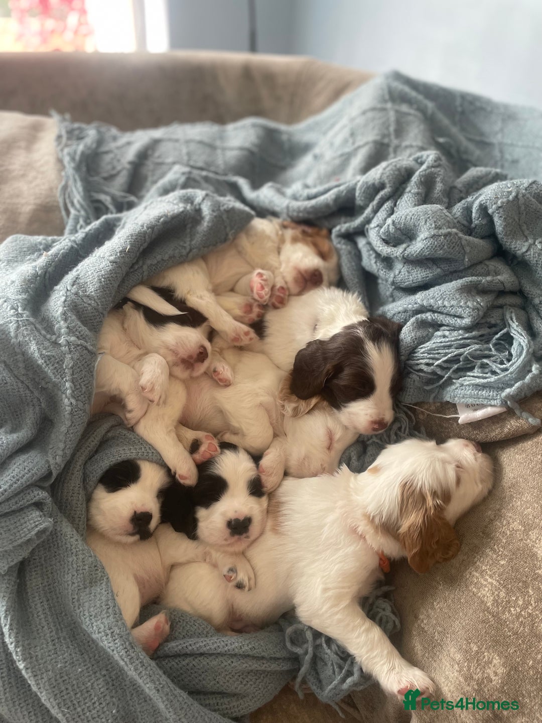 English Springer Spaniel dogs for sale: Gorgeous springer spaniel pups for sale  - Image 2