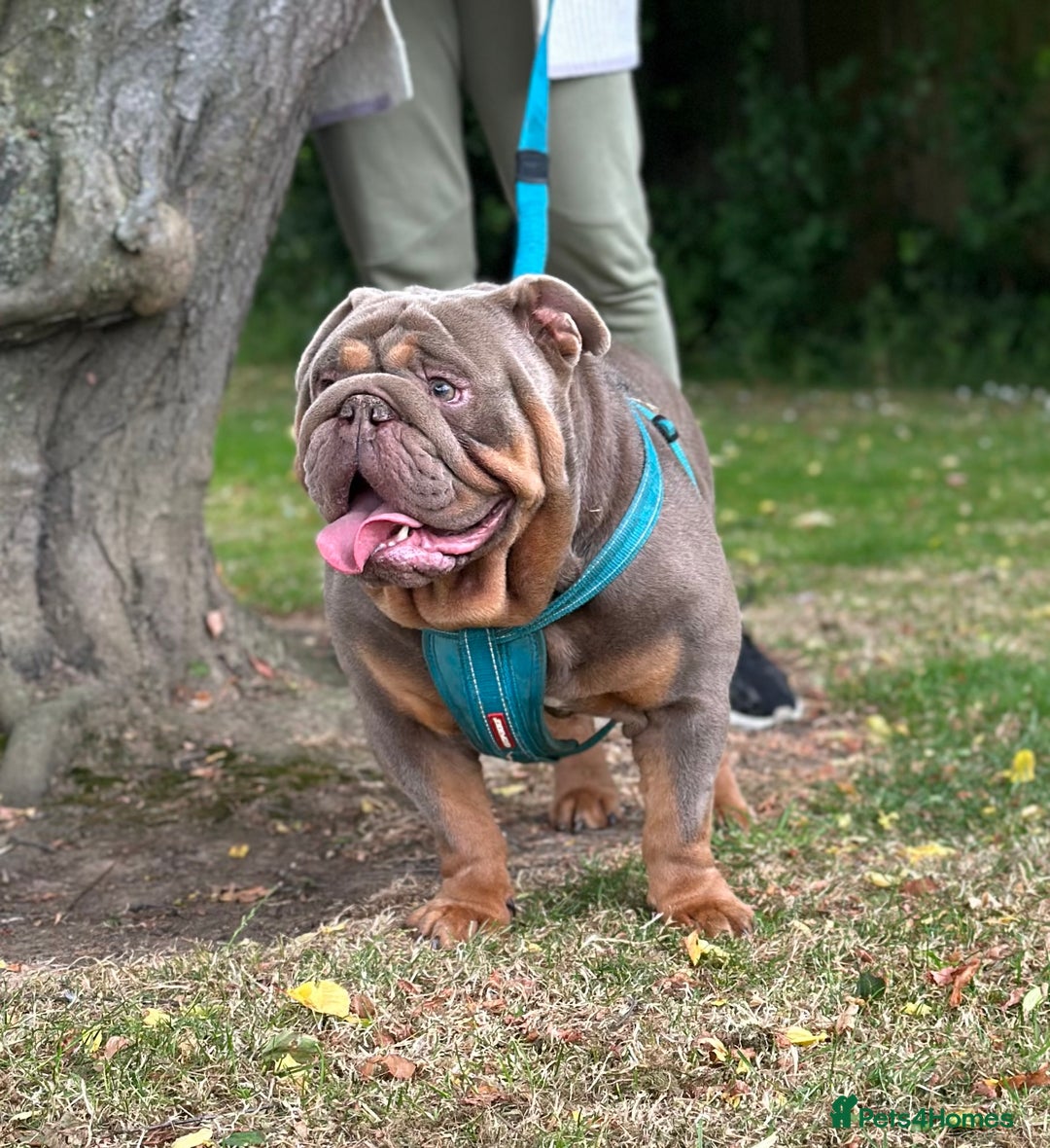 English Bulldog dogs for stud: full suited English bulldog stud well proven in Leicester - Advert 6