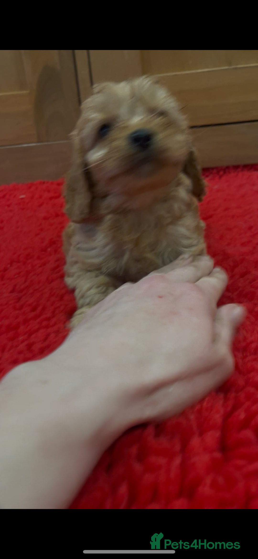 Cockapoo dogs for sale: Beautiful hereditary healthy male pups - Advert 11