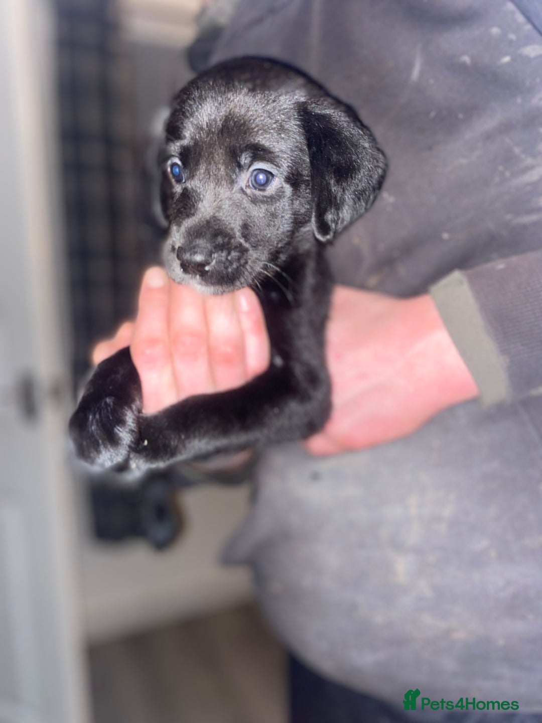 Springador dogs for sale: Labrador puppies - Advert 1