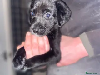 Springador dogs Labrador puppies - Advert 9