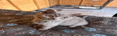 Banjo