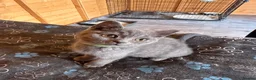 British Shorthair cats for sale: 5 Beautiful, healthy, British Shorthair kittens in Bromsgrove - Advert 6
