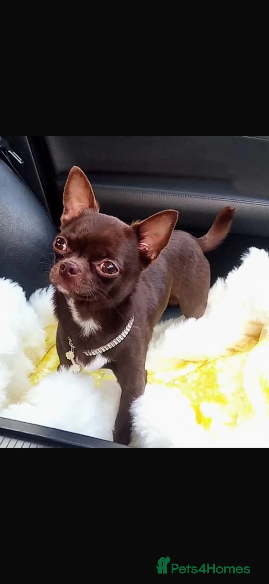 Chihuahua dogs for sale: Beautiful Lila and Merle chihuahuas  - Advert 8