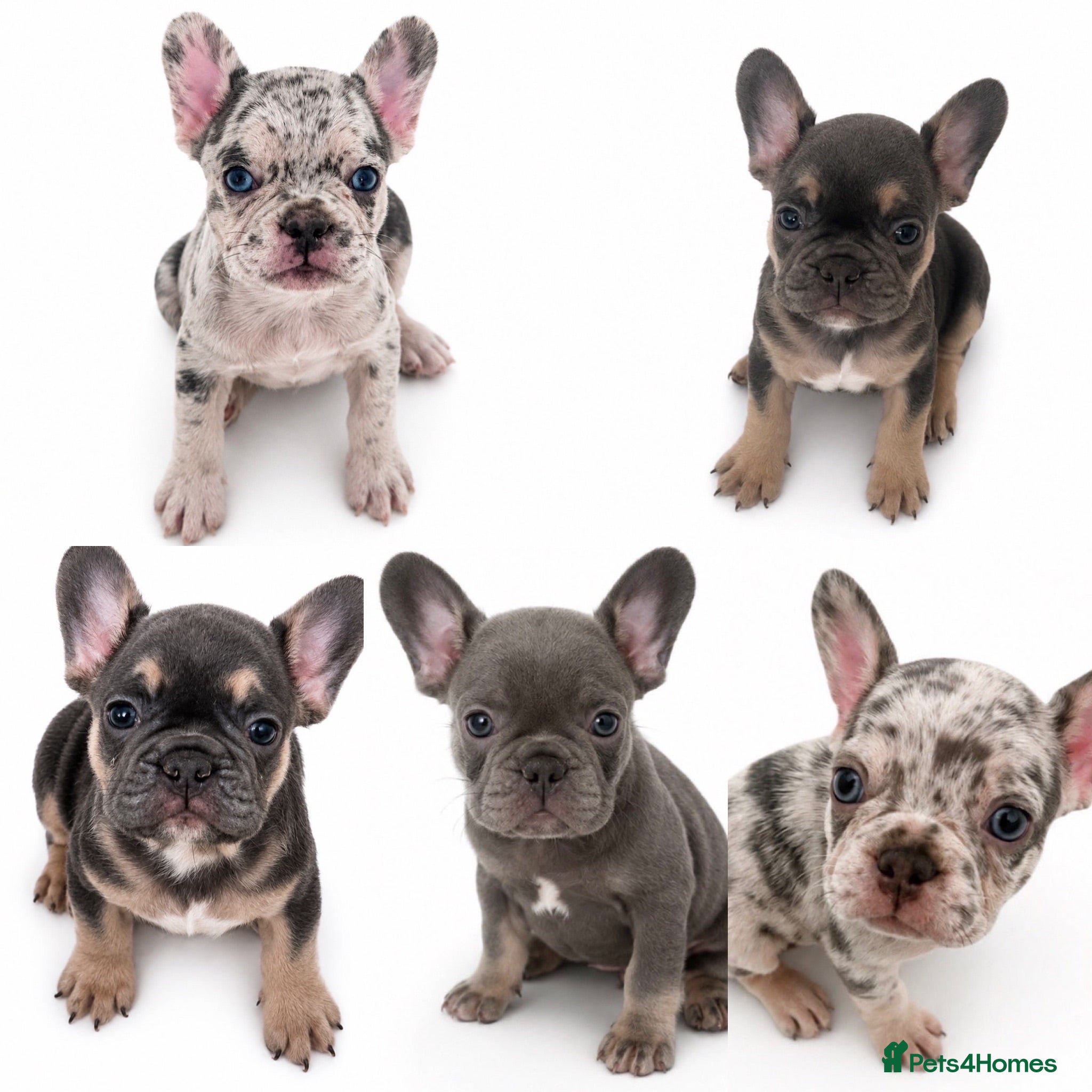 French Bulldog dogs Quality French Bulldog Puppies  - Advert 2