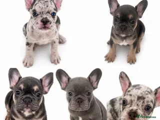 French Bulldog dogs Quality French Bulldog Puppies - Advert 2