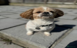 Shih Tzu dogs for sale: 🐾 Sweet Shih Tzu Looking for a Loving Home 🐾 - Image 8