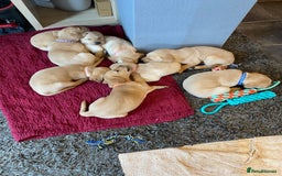 Labrador Retriever dogs for sale: Working Labrador Retriever puppies - Image 1