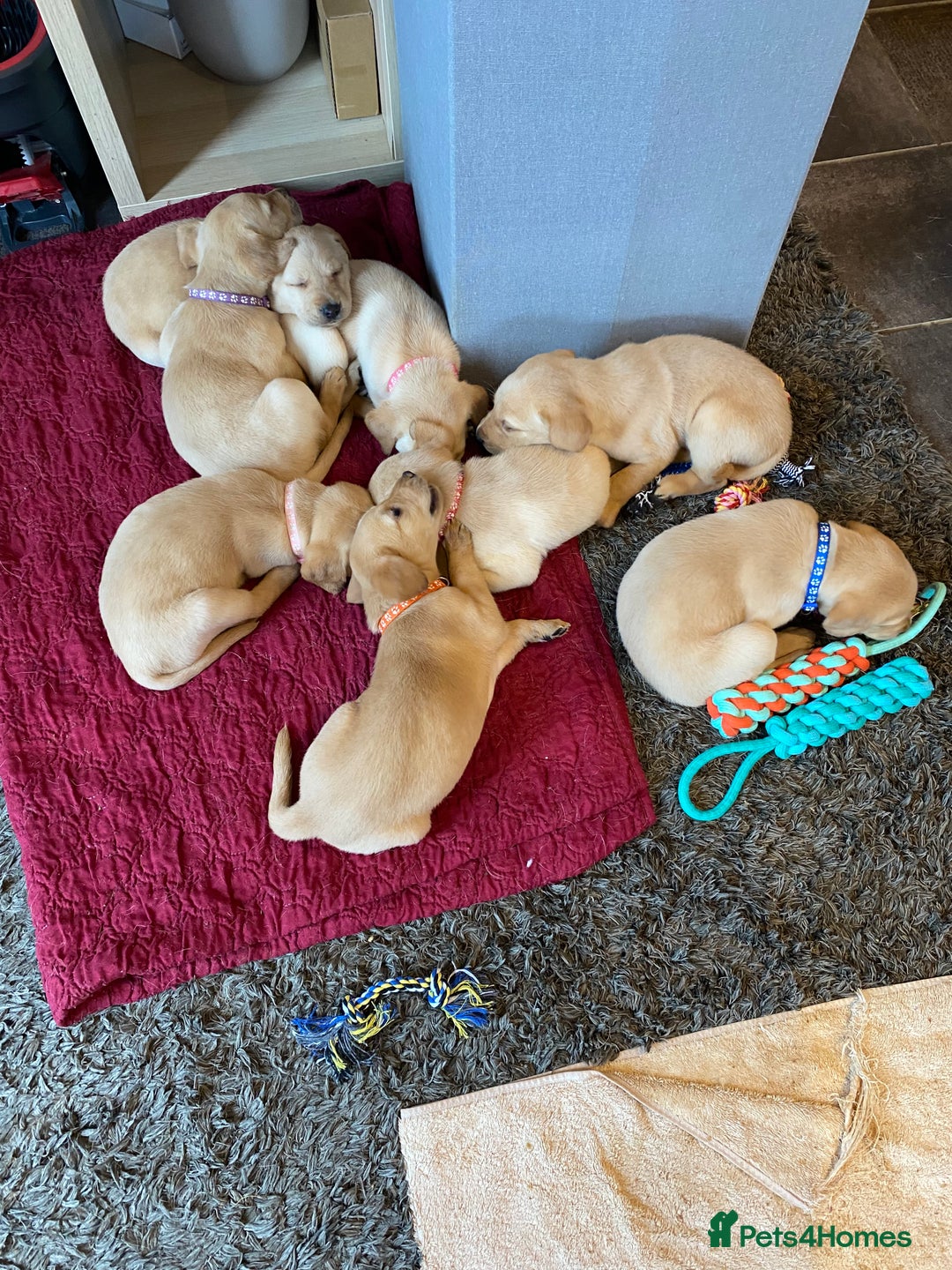 Labrador Retriever dogs for sale: Working Labrador Retriever puppies - Image 1