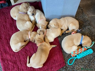 Labrador Retriever dogs - Advert 18