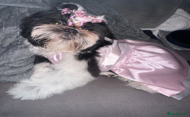 Shih Tzu dogs ShihTzu Newborn Puppies 💕Home-Raised & Well-Loved - Advert 4