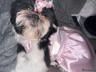 Shih Tzu dogs ShihTzu Newborn Puppies 💕Home-Raised & Well-Loved - Advert 1