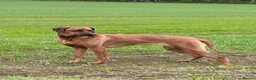 Rhodesian Ridgeback dogs for sale: Looking for new home for Nala - Advert 5