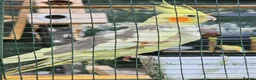 Cockatiels birds for sale: Mr mriss - Advert 14