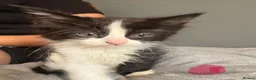 Mixed Breed cats for sale: 6 playful kittens  in New Milton - Advert 5